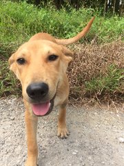 Jordan Boy - Mixed Breed Dog