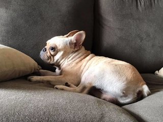 Fan Shu Zai - French Bulldog Dog