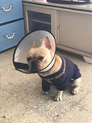 Fan Xu Zai - French Bulldog Dog