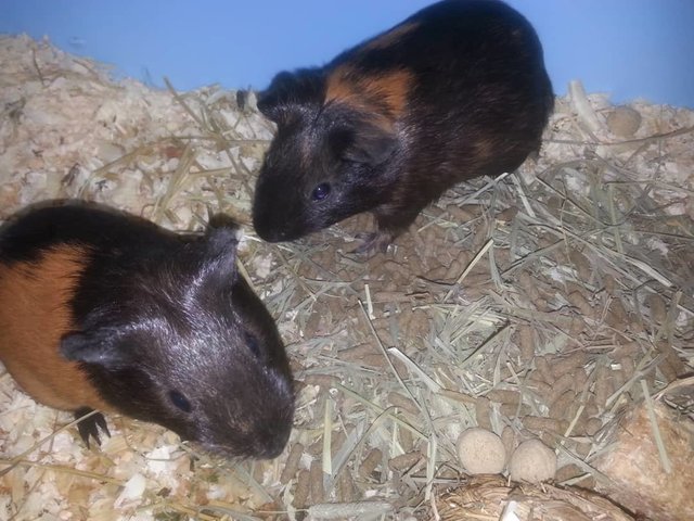 Leila &amp; Luna - Guinea Pig Small & Furry