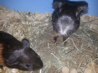 Leila &amp; Luna - Guinea Pig Small & Furry