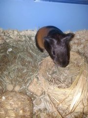 Leila &amp; Luna - Guinea Pig Small & Furry