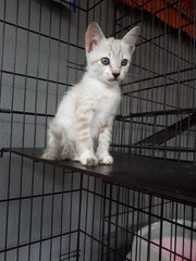 Cinderella &amp; Sister - Domestic Short Hair Cat