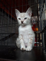 Cinderella &amp; Sister - Domestic Short Hair Cat