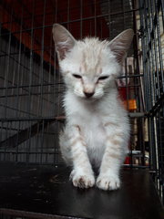 Cinderella &amp; Sister - Domestic Short Hair Cat