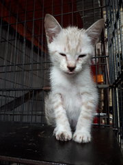 Cinderella &amp; Sister - Domestic Short Hair Cat