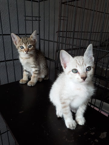 Cinderella &amp; Sister - Domestic Short Hair Cat