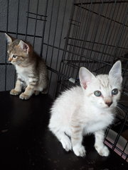 Cinderella &amp; Sister - Domestic Short Hair Cat