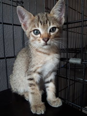 Cinderella &amp; Sister - Domestic Short Hair Cat