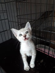 Cinderella &amp; Sister - Domestic Short Hair Cat