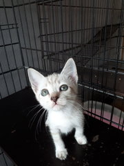 Cinderella &amp; Sister - Domestic Short Hair Cat