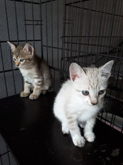 Cinderella &amp; Sister - Domestic Short Hair Cat