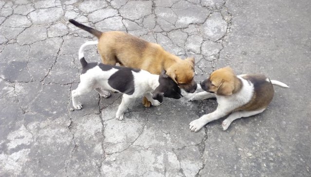 Boy &amp; Girl - Mixed Breed Dog