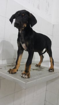 Doberman Mix - Doberman Pinscher Mix Dog