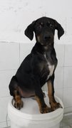 Doberman Mix - Doberman Pinscher Mix Dog