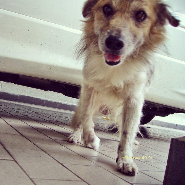 Kingkong - Mixed Breed Dog