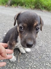 Basil - Mixed Breed Dog