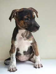 Basil - Mixed Breed Dog