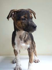 Basil - Mixed Breed Dog