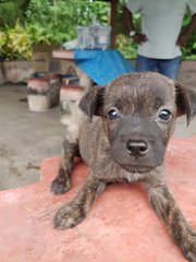 Sage - Mixed Breed Dog