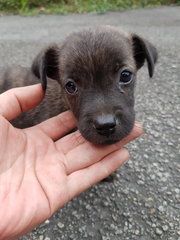 Sage - Mixed Breed Dog