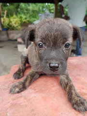 Sage - Mixed Breed Dog