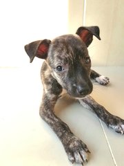 Cilantro - Mixed Breed Dog