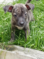 Cilantro - Mixed Breed Dog