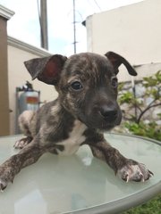 Cilantro - Mixed Breed Dog