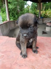 Laurel - Mixed Breed Dog