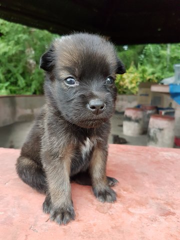 Laurel - Mixed Breed Dog