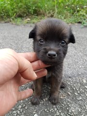 Laurel - Mixed Breed Dog