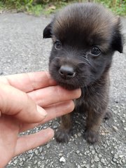 Laurel - Mixed Breed Dog