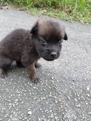 Laurel - Mixed Breed Dog