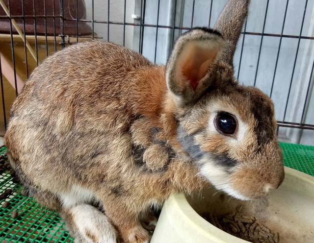 Alvin - Mini Rex Rabbit