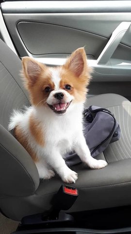 Chendol - Pomeranian + Shih Tzu Dog