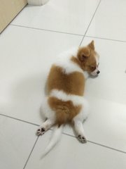 Chendol - Pomeranian + Shih Tzu Dog