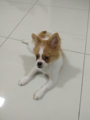 Chendol - Pomeranian + Shih Tzu Dog