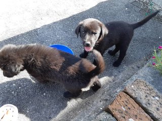 Puppies From Klang-part 2 - Mixed Breed Dog