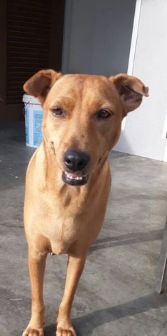 Milando - Mixed Breed Dog