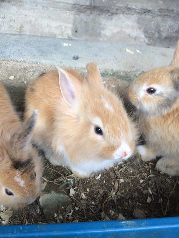 Baby Rabbits - Angora Rabbit + Rex Rabbit