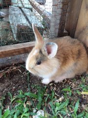 Baby Rabbits - Angora Rabbit + Rex Rabbit