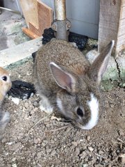 Baby Rabbits - Angora Rabbit + Rex Rabbit