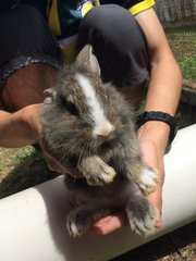 Baby Rabbits - Angora Rabbit + Rex Rabbit