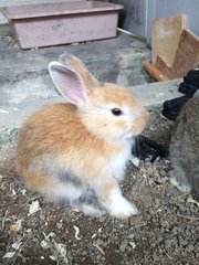 Baby Rabbits - Angora Rabbit + Rex Rabbit