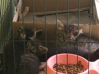 Blacky Fur And Siblings - Domestic Medium Hair + Domestic Long Hair Cat