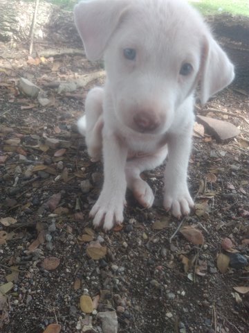 Mark - Mixed Breed Dog