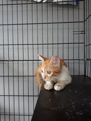 ☀️ Cool Sunshine Boy - Domestic Short Hair Cat