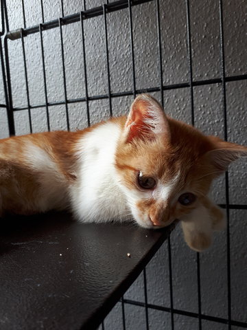 ☀️ Cool Sunshine Boy - Domestic Short Hair Cat