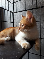 ☀️ Cool Sunshine Boy - Domestic Short Hair Cat